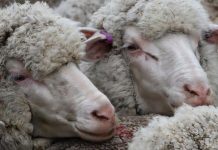 Australia’s sheep flock to reach largest size in more than 15 years