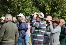 Birders of a feather watch together