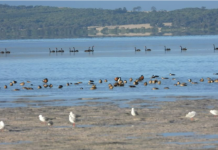 Duck hunting row continues