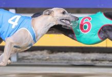 Adelaide trainer chasing second Mount Gambier Cup