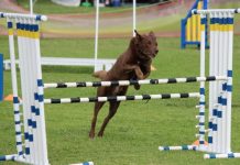 Dogged work leads to Easter Trials success