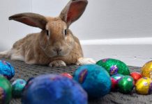 Pet care important over Easter break