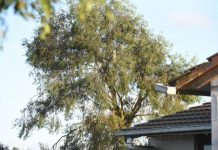 Major rescue operations for cat