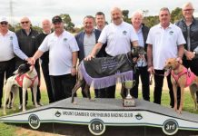 A great day for greyhound racing