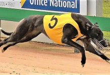 Local stayer through to Distance Championship final