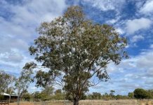 Red gum thieves warned