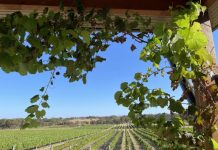 Limestone Coast wine on show