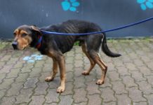 Former dog owner charged for starving pets