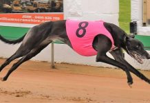 Under Arrest lands first distance win