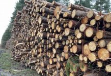 Timber ban axed