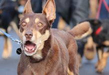 ’Kelpies, kelpies and more kelpies’