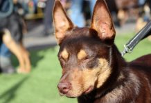 ‘Tough auction’ rounds out dogged weekend