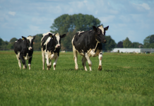 Innovation Day to bring dairy industry together
