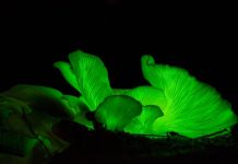 Mushroom lane closed