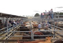 Saleyards closure imminent