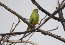 Parrots a no-show for count