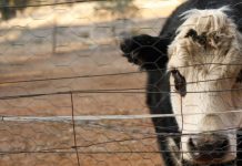 Preparing for drought