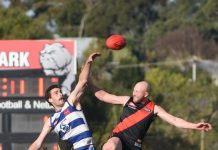 Intrigue surrounds Dogs and Cats