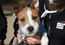 Wet Noses takes on animals