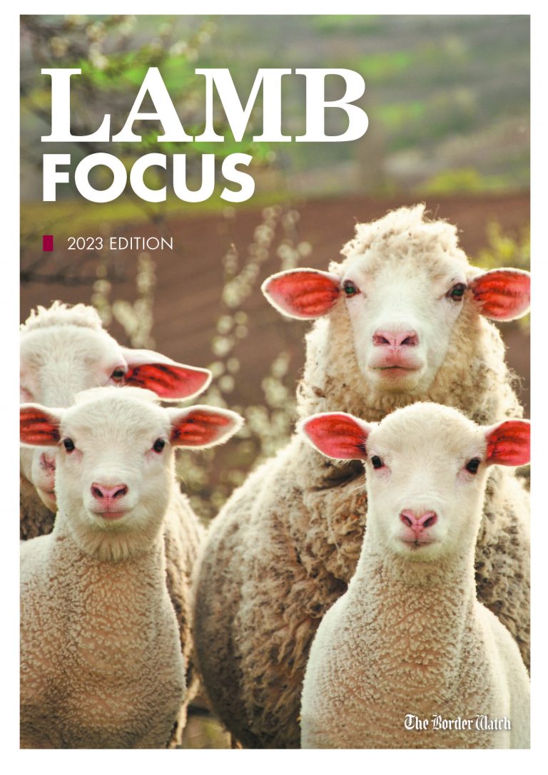 Lamb Focus 2023