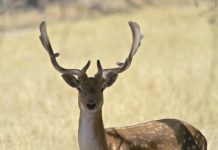 Community keen on feral deer update