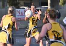 Tigers pounce on Saints again