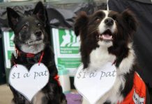 Giving Day funds new dog for school