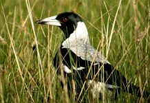 Heads up for magpies