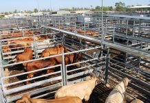 Saleyards near funding goal