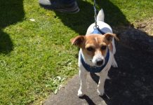 Church blesses South East pets