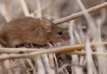 Mouse bait spreading project underway