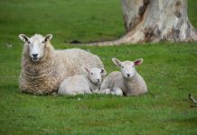 Calling for clarity on electronic IDs