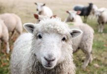 Sheep and Goat eID rebate now open