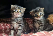 Kittens prioritised for vaccines