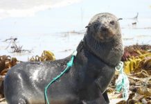 Seal freed to the sea