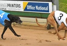 A busy month for greyhound racing