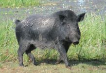 Feral pigs still on the loose