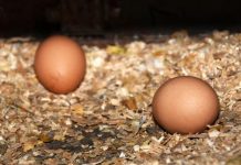 Eggs transition to NEXDOC