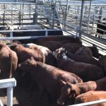 saleyards_376804_01.JPG