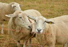 Lead Ag Teacher project to continue