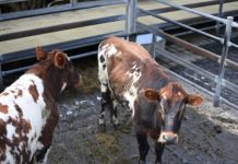 Higher prices at markets