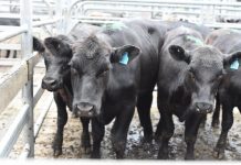 Market loses momentum