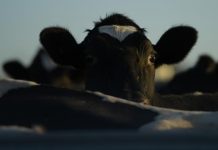 Australian Agriculture Outlook 2024