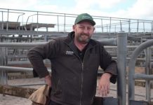 Sheep identification troubles