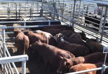 Requests for saleyard funds