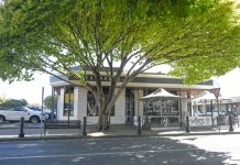 Council leaves tree be