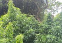 Coorong drug crop bust