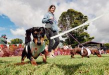 Dashing towards dachshund day