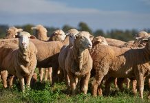 Record number of genotypes included in Sheep Genetics evaluations in 2022-2023
