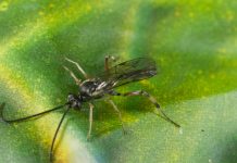 Projects focus on beneficial insects in canola
